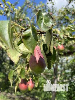 Дом 83м², 1-этажный, участок 11 сот.